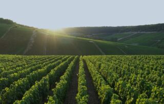 Vignes de Champagne